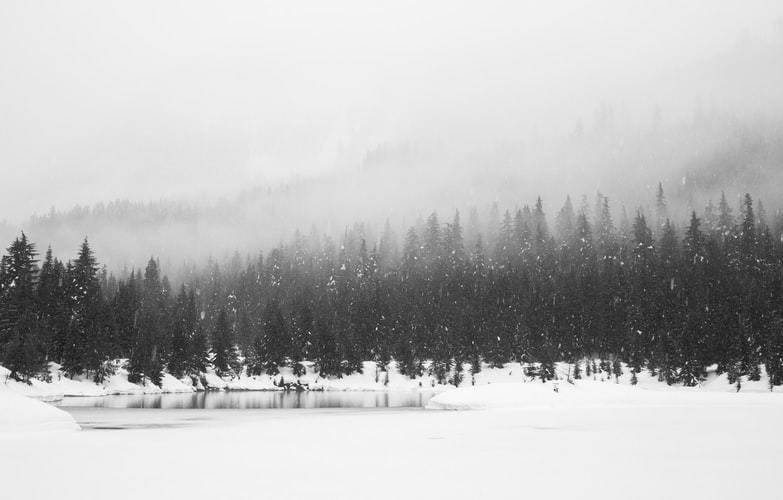 Snowy forest