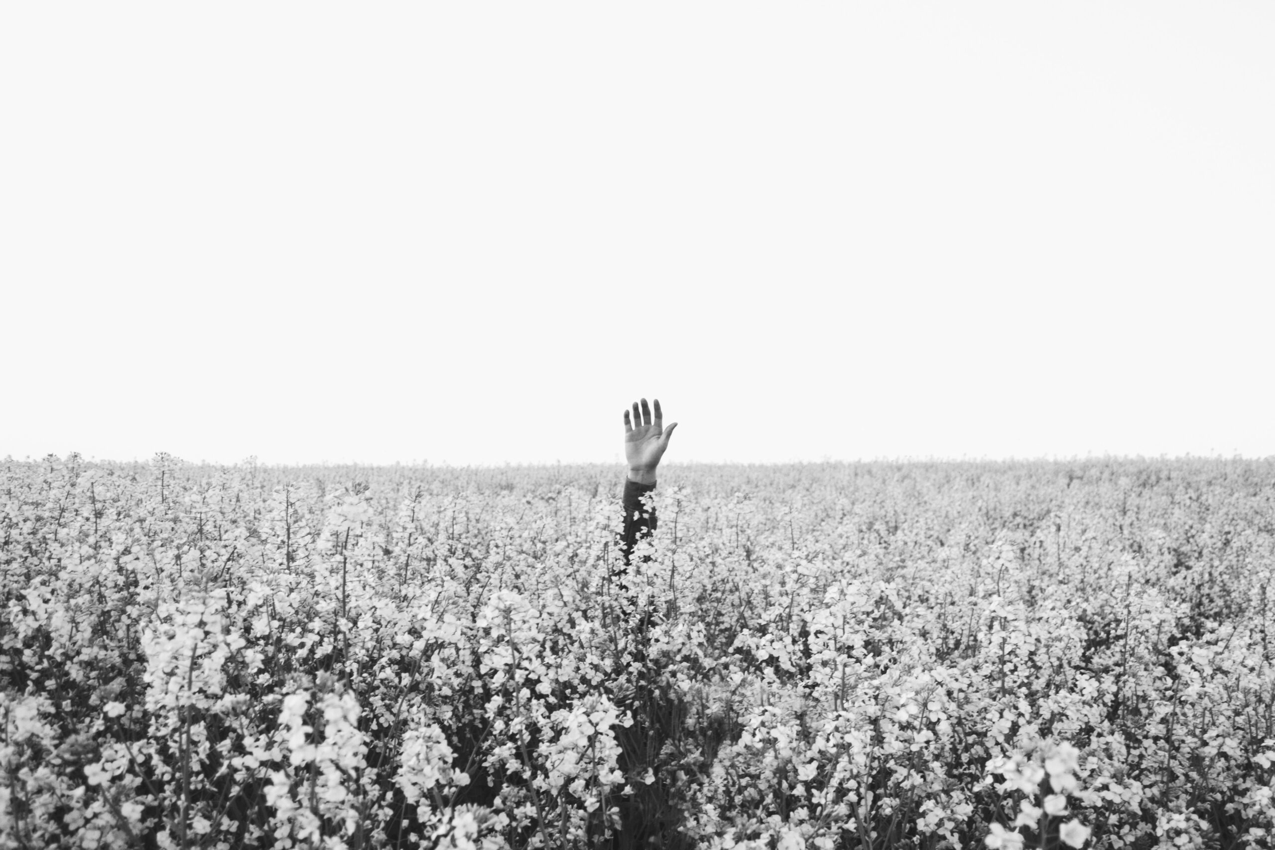 Persons hand over floral field